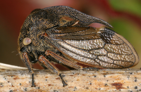 Dornzikade (Centrotus cornutus) - © Gernot Kunz